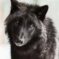 Profile picture of vuk