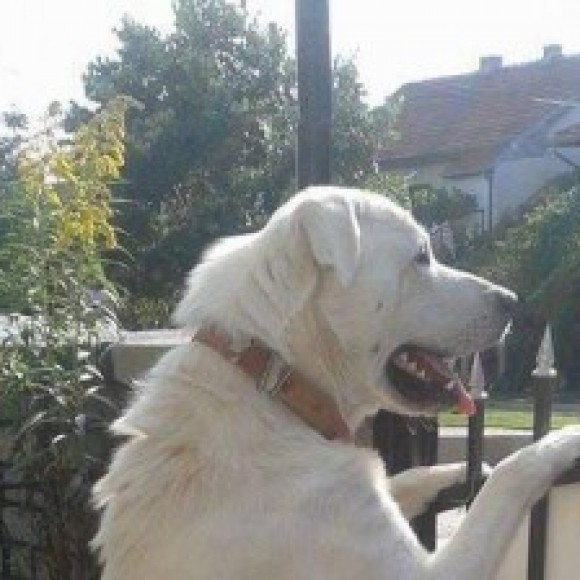 Profile picture of Zoran